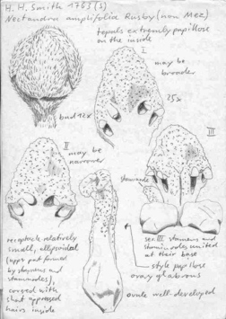 Vorschaubild Nectandra amplifolia Rusby